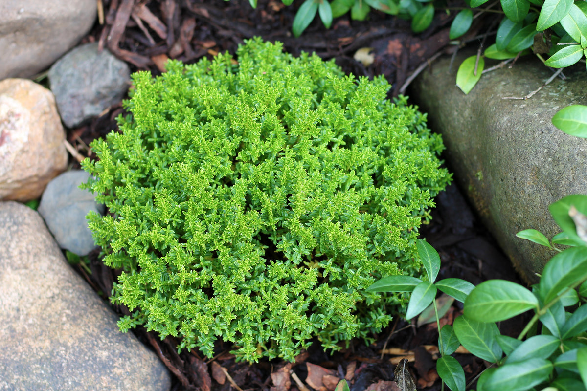 Hebe &#39;Emerald Gem&#39; &#39;Green Globe&#39; 9cm / 1L / 2L / 7.5L