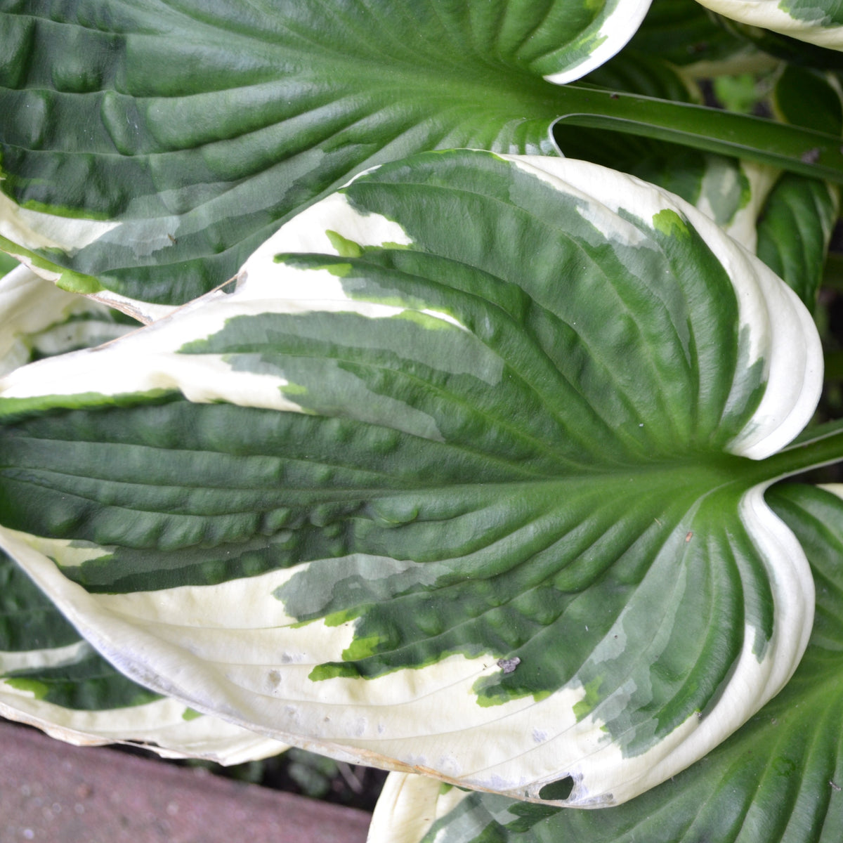 Hosta 'Minuteman' 2L