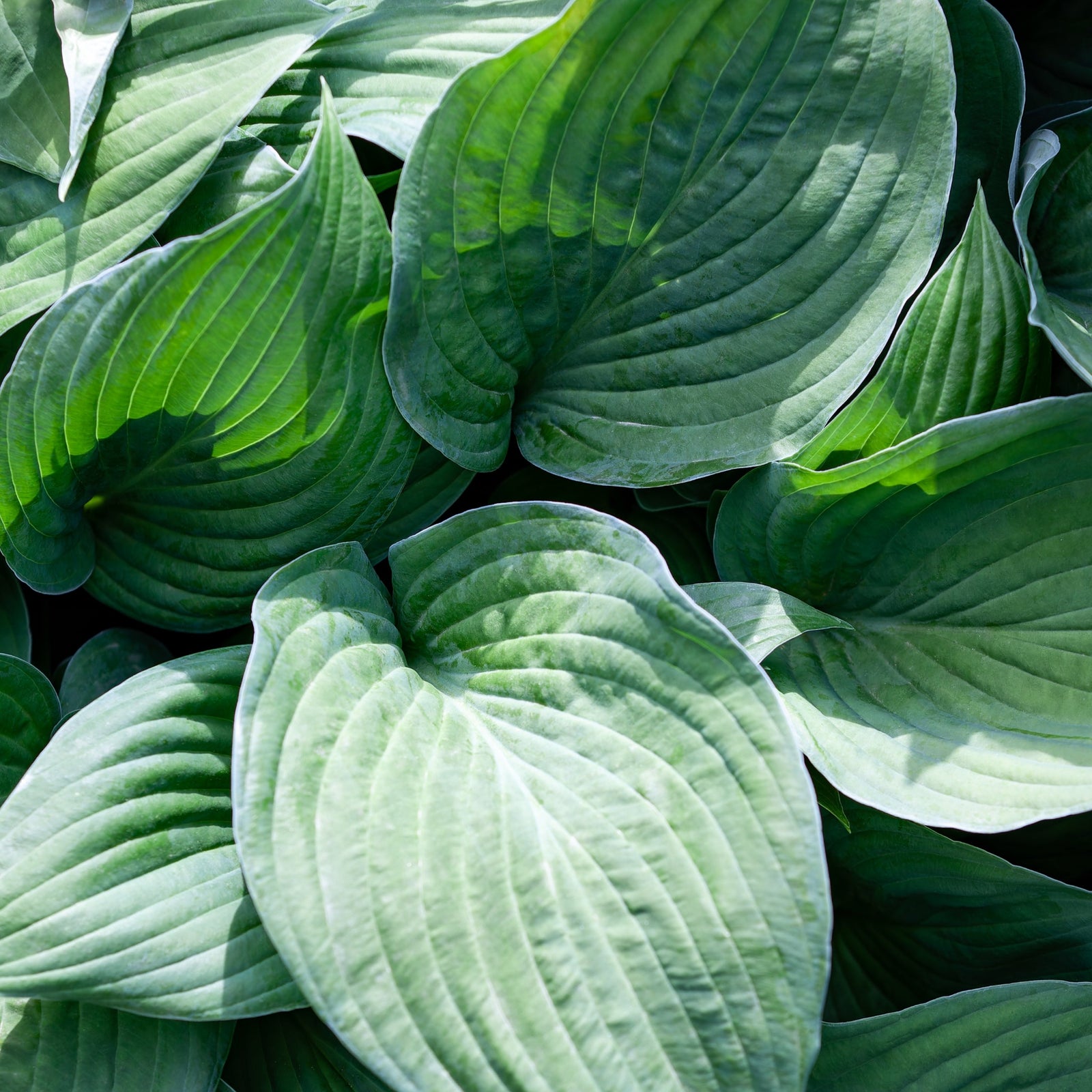 Hosta 'Big Daddy' 2L
