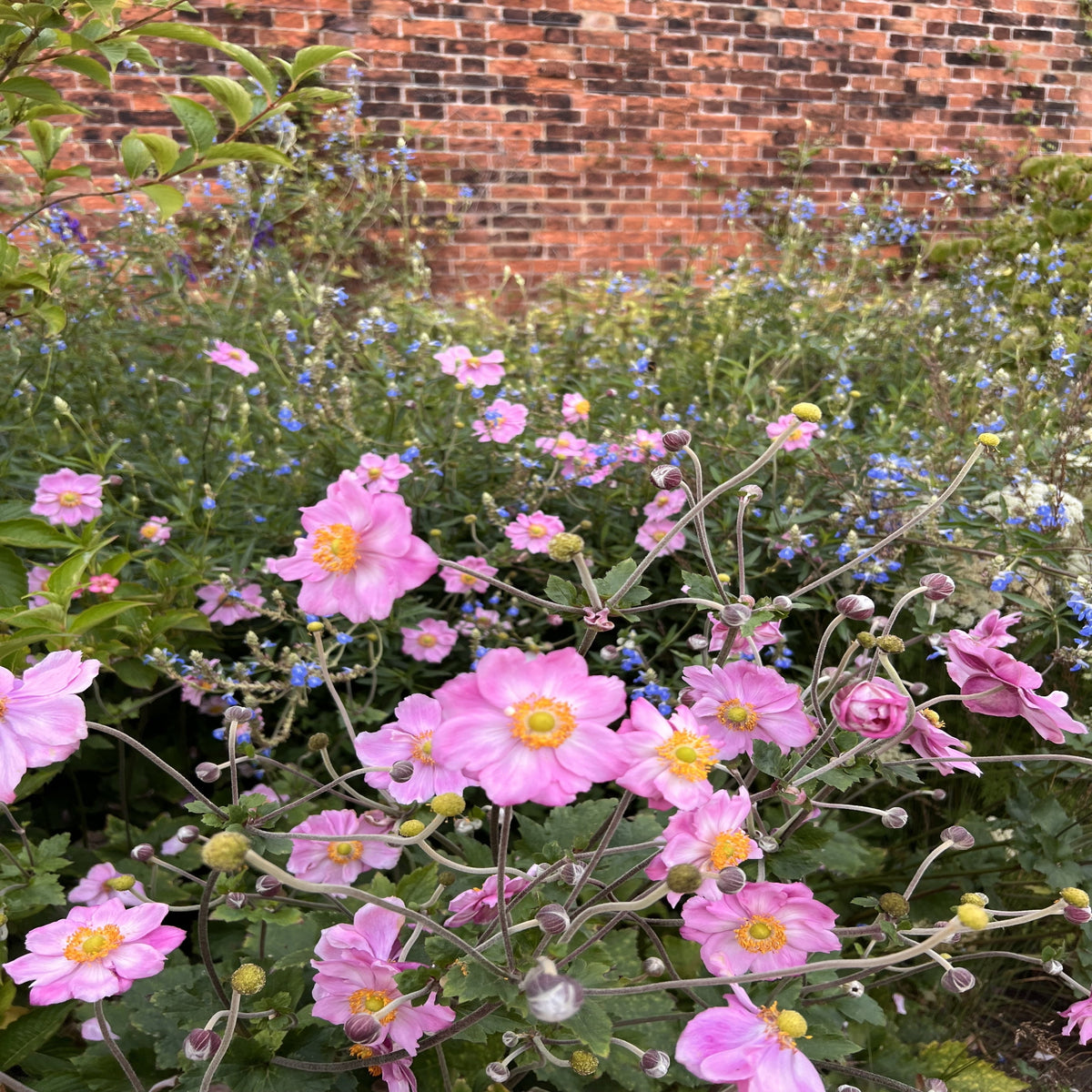 A garden features blooming pink Anemone hybrida Queen Charlotte 9cm Pot and small blue flowers, set against a red brick wall with lush green foliage.