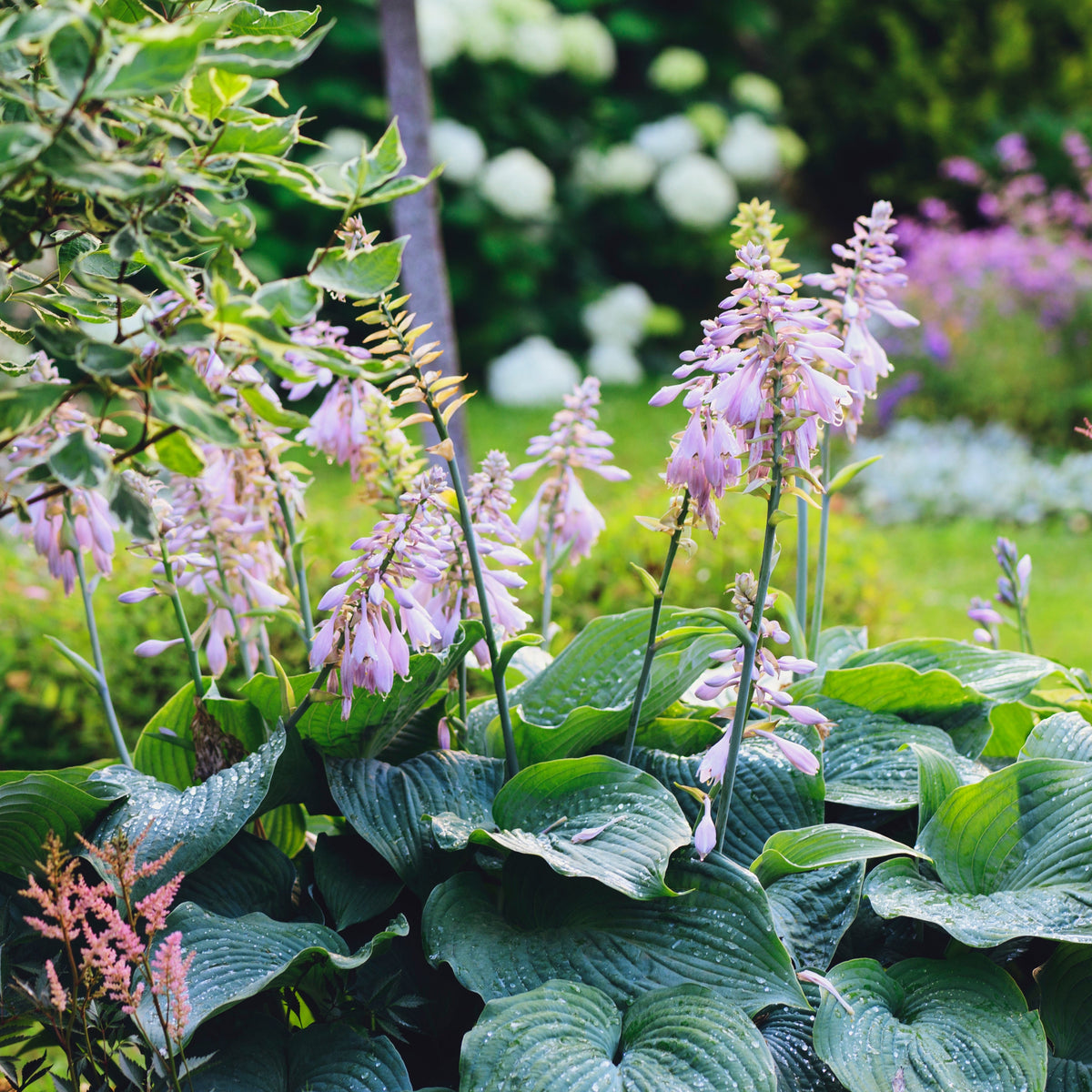 Hosta 'Big Daddy' 2L