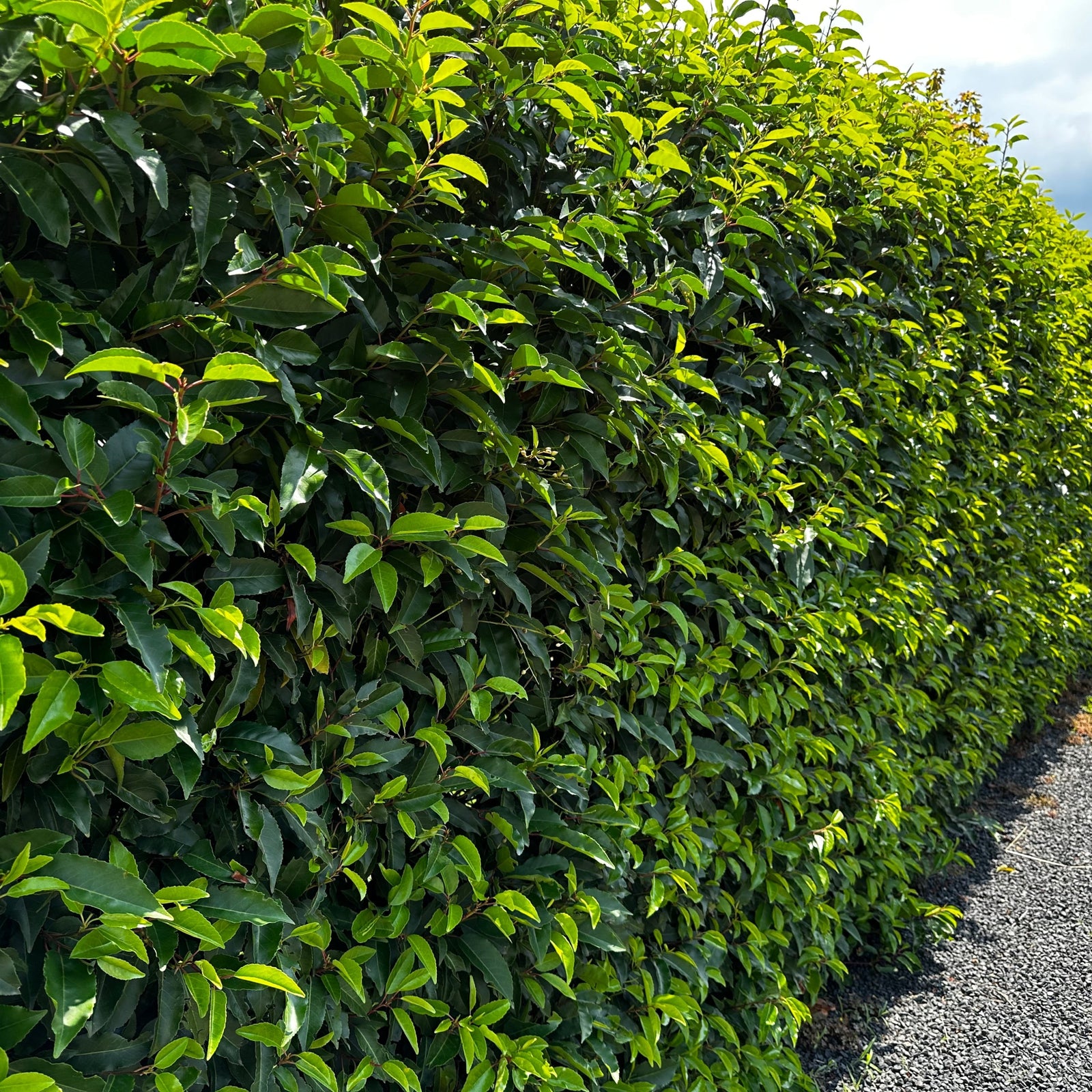 Portuguese Laurel (Prunus lusitanica 'Angustifolia') POTTED Hedging