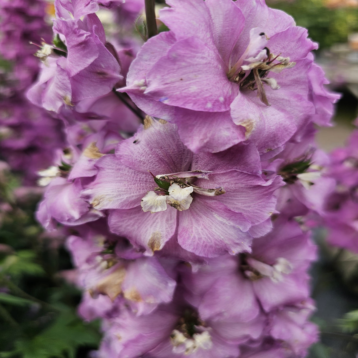 Delphinium Excalibur &#39;Lilac Rose/White Bee&#39; 9cm/1.5L