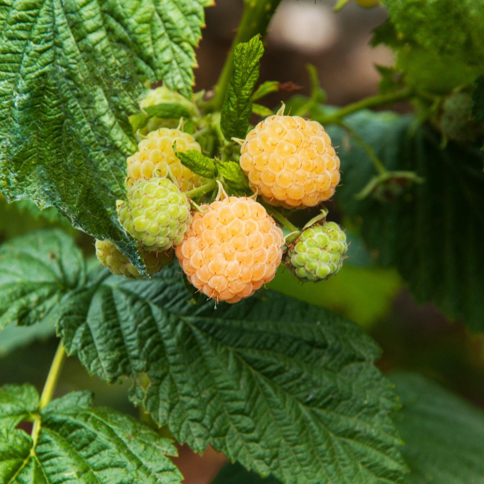 Raspberry 'Fallsgold' 2L