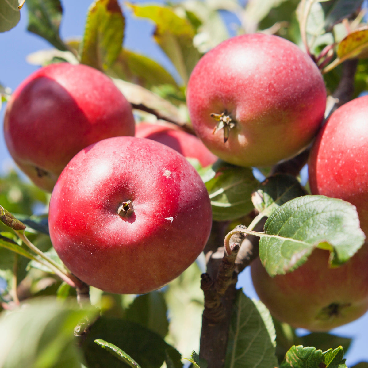 Dwarf/Patio Apple Tree 'Discovery' 4L 100-110cm