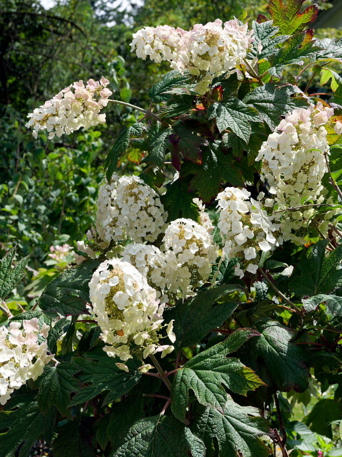 Hydrangea quercifolia &#39;Burgundy&#39; (Oak Leaf Hydrangea) - 2.5L is a deciduous shrub with large, cone-shaped white flower clusters and broad, lobed green leaves, perfect for growing outdoors in bright sunlight.