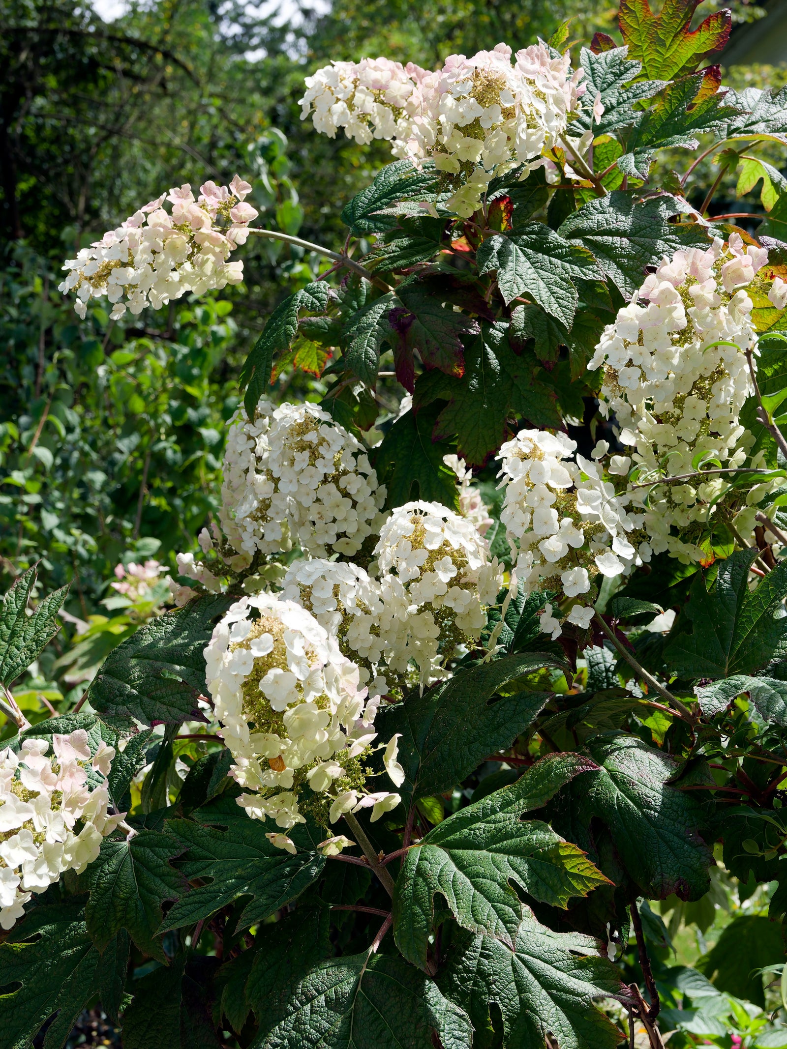 Clusters of white blooms adorn the Hydrangea quercifolia 'Burgundy' (Oak Leaf Hydrangea) - 2.5L, standing out among its large, serrated green leaves, adding vibrancy and lush texture to any garden setting.