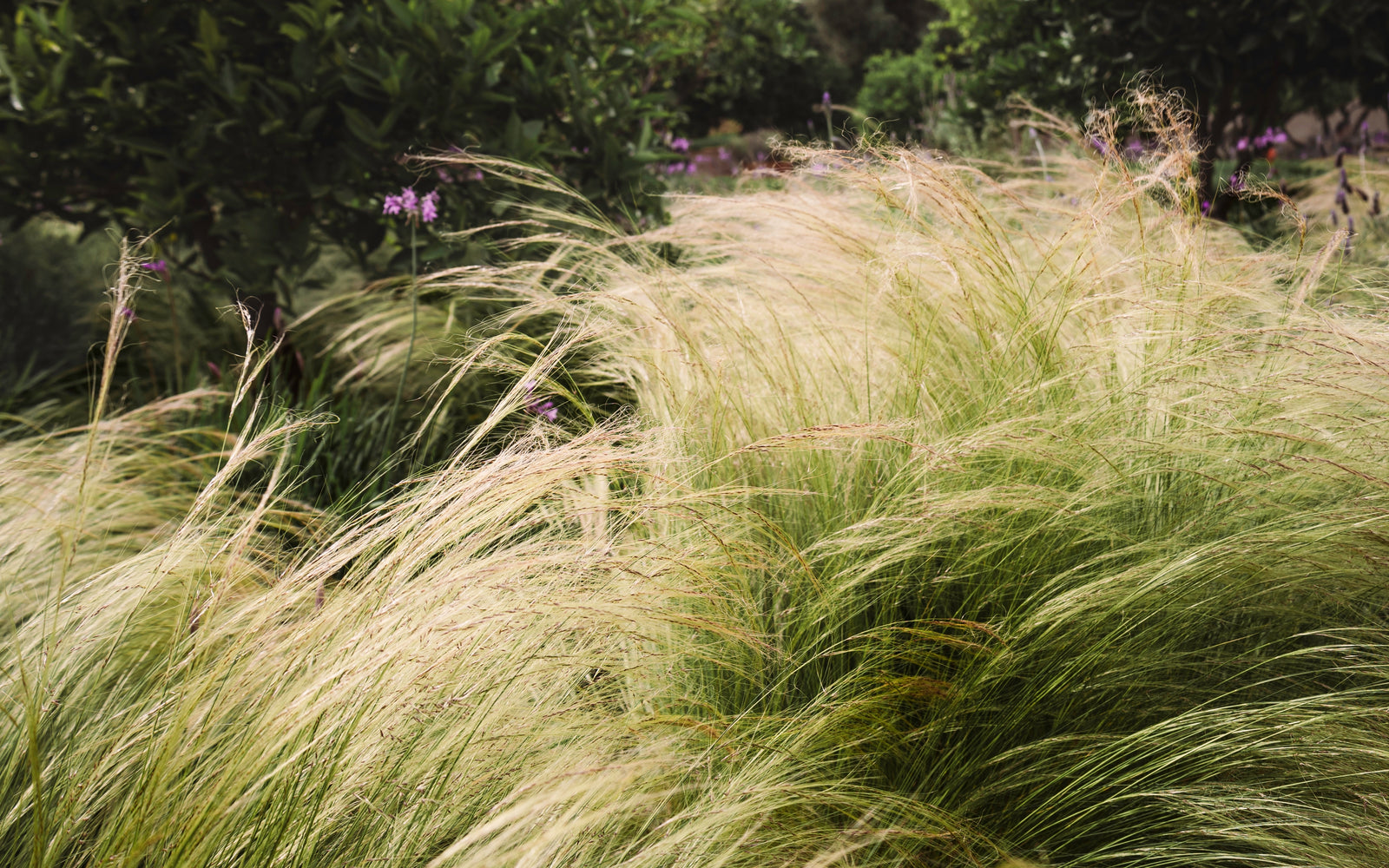 Stipa tenuissima 'Ponytails' 9cm/3L, with its feathery tops, lines a paved walkway bordered by clusters of blooming purple and violet flowers in a landscaped garden.