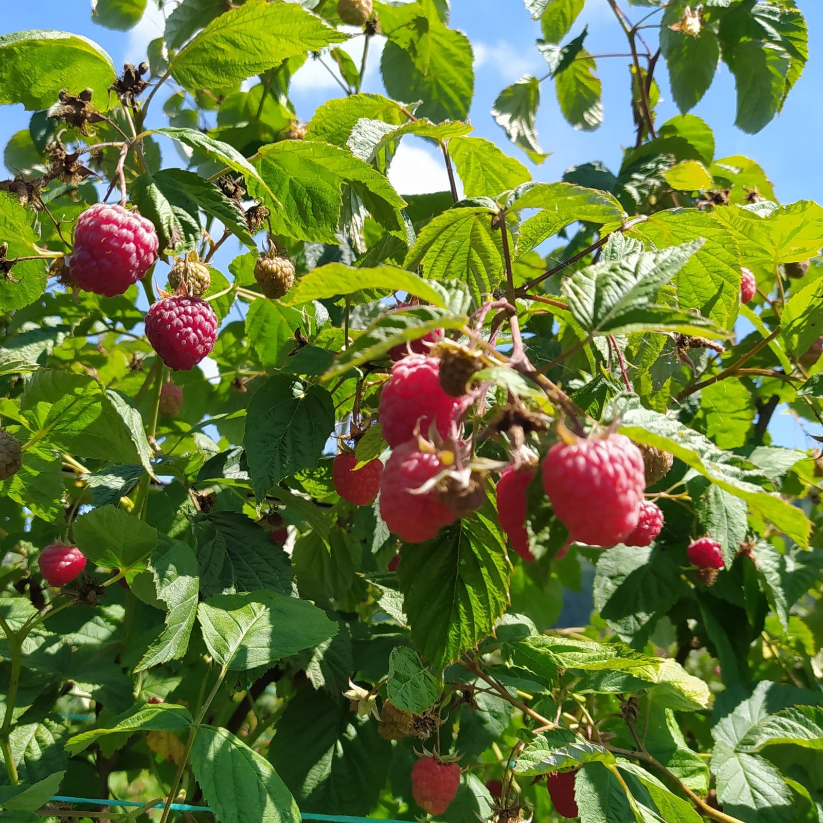 Raspberry 'Williamette'