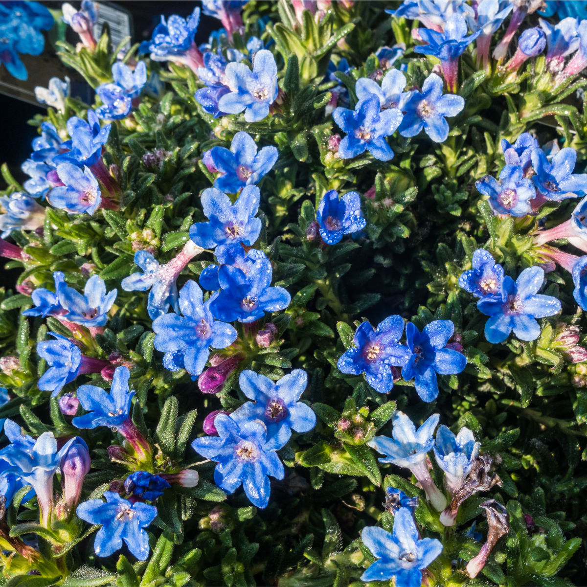 Lithodora diffusa Heavenley Blue&#39; (Young Perennial) PRE ORDER SPRING &#39;26
