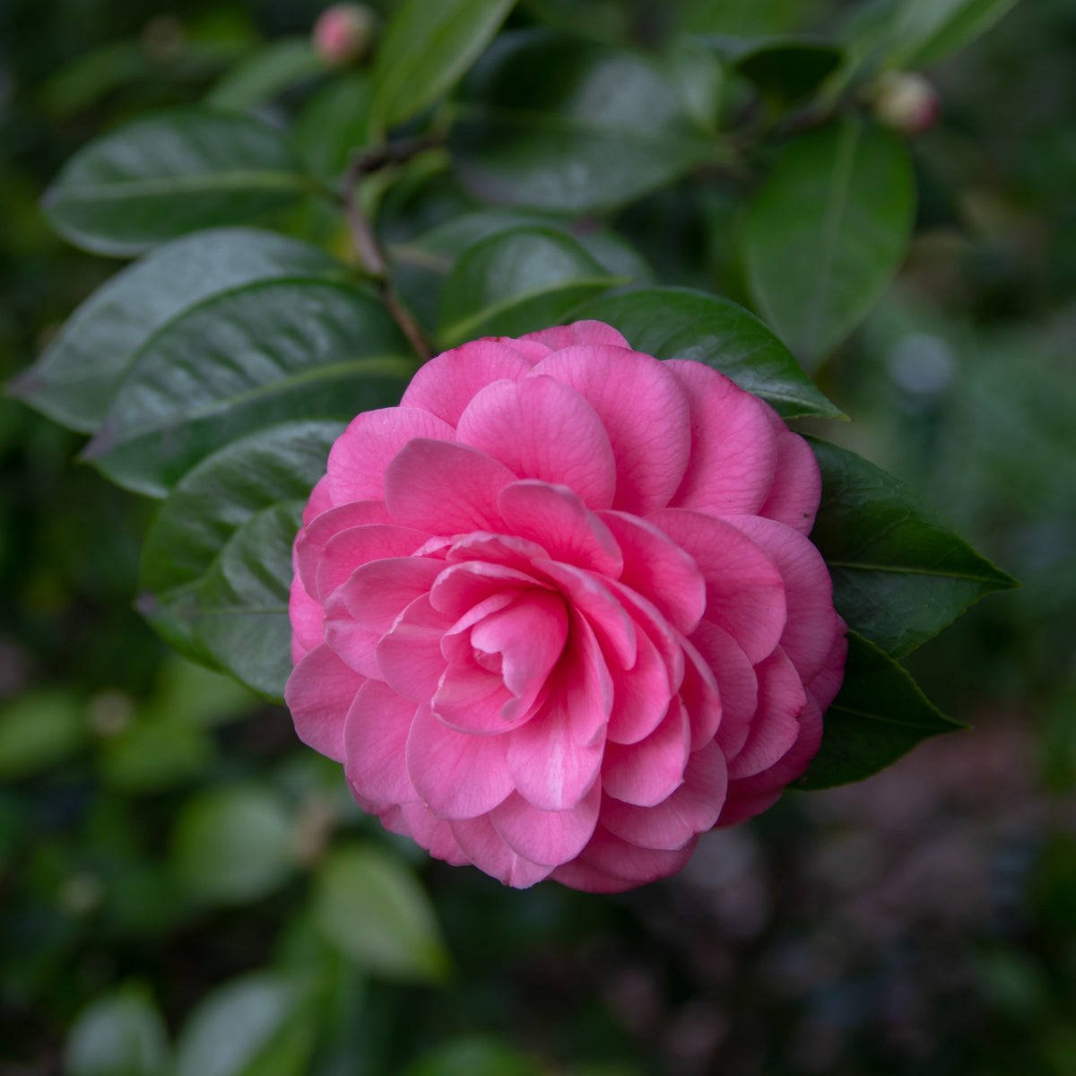 Camellia japonica 'Spring Formal' 2L (60-70cm inc. pot)