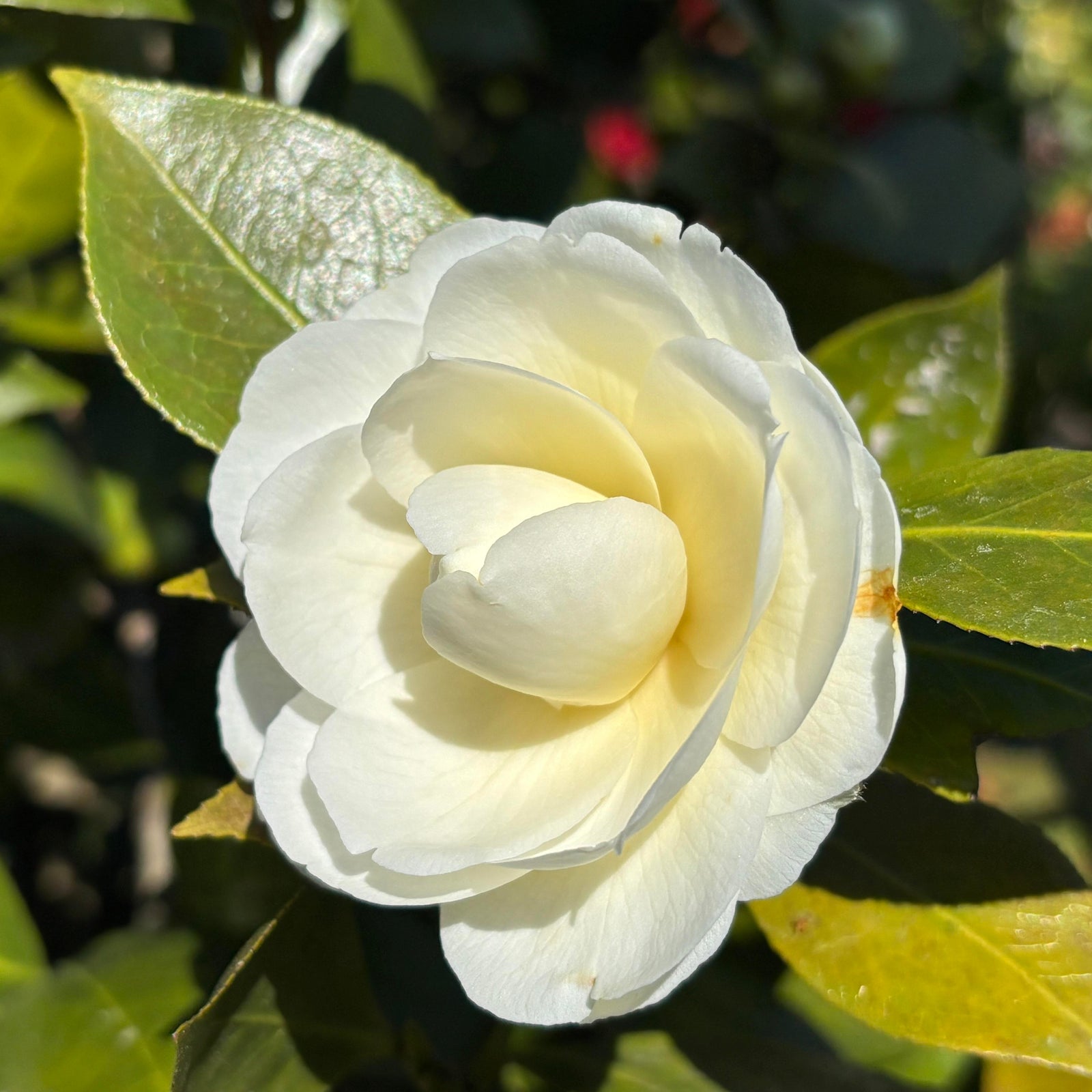 Camellia japonica 'Dahlonega' 2L (60-70cm inc. pot)