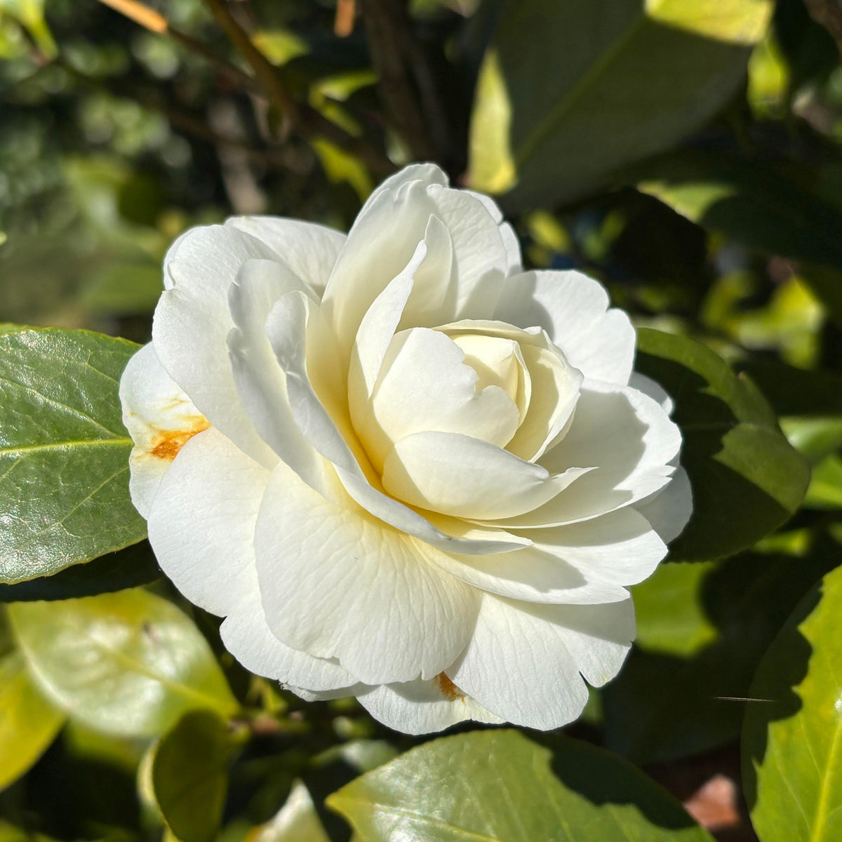 Camellia japonica 'Dahlonega' 2L (60-70cm inc. pot)
