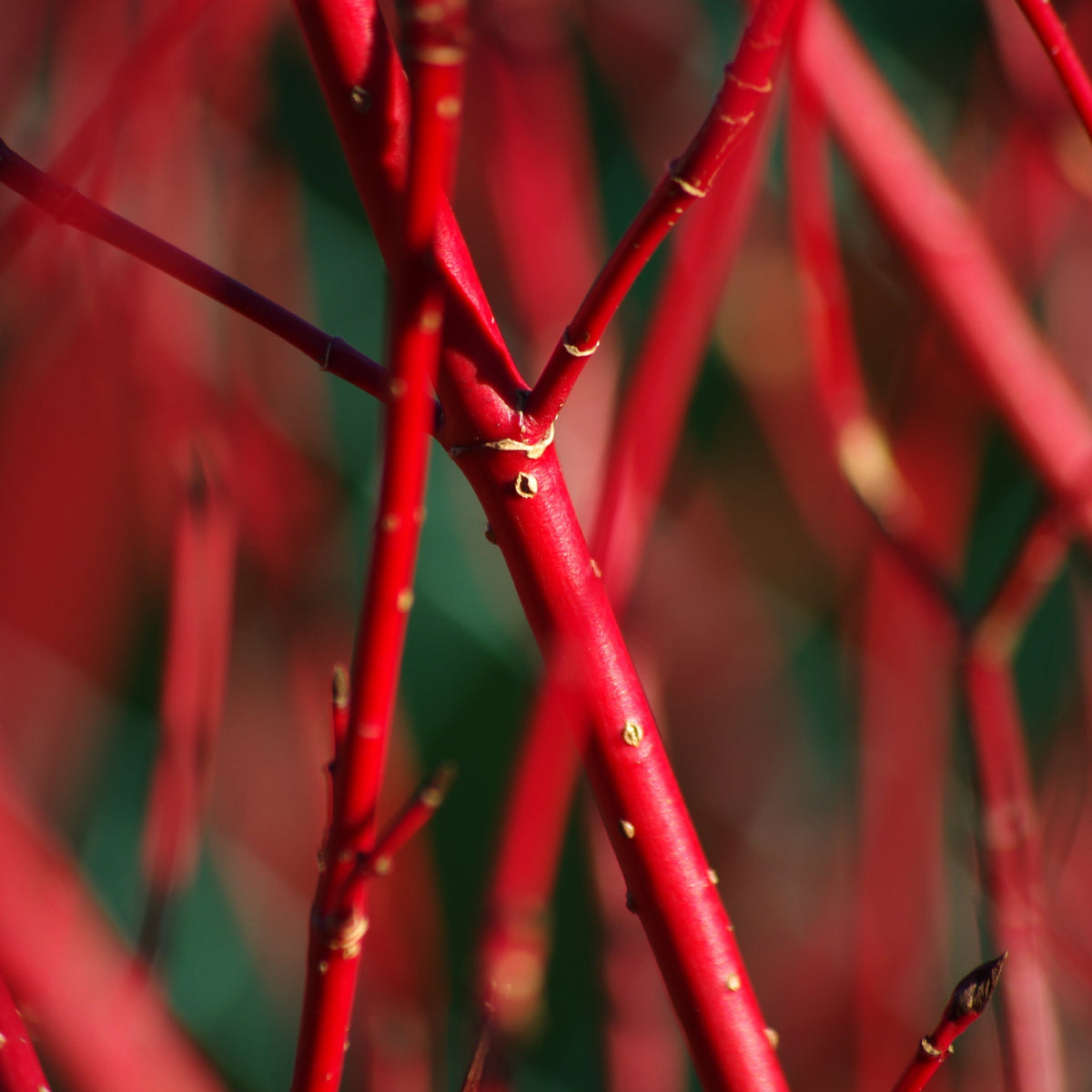 Close-up of Cornus &#39;Sibrica&#39; (Siberian Dogwood) 2L&#39;s vivid red stems with small buds, set against a soft green and red backdrop. The image highlights the bold color and texture contrasts of this hardy deciduous shrub.