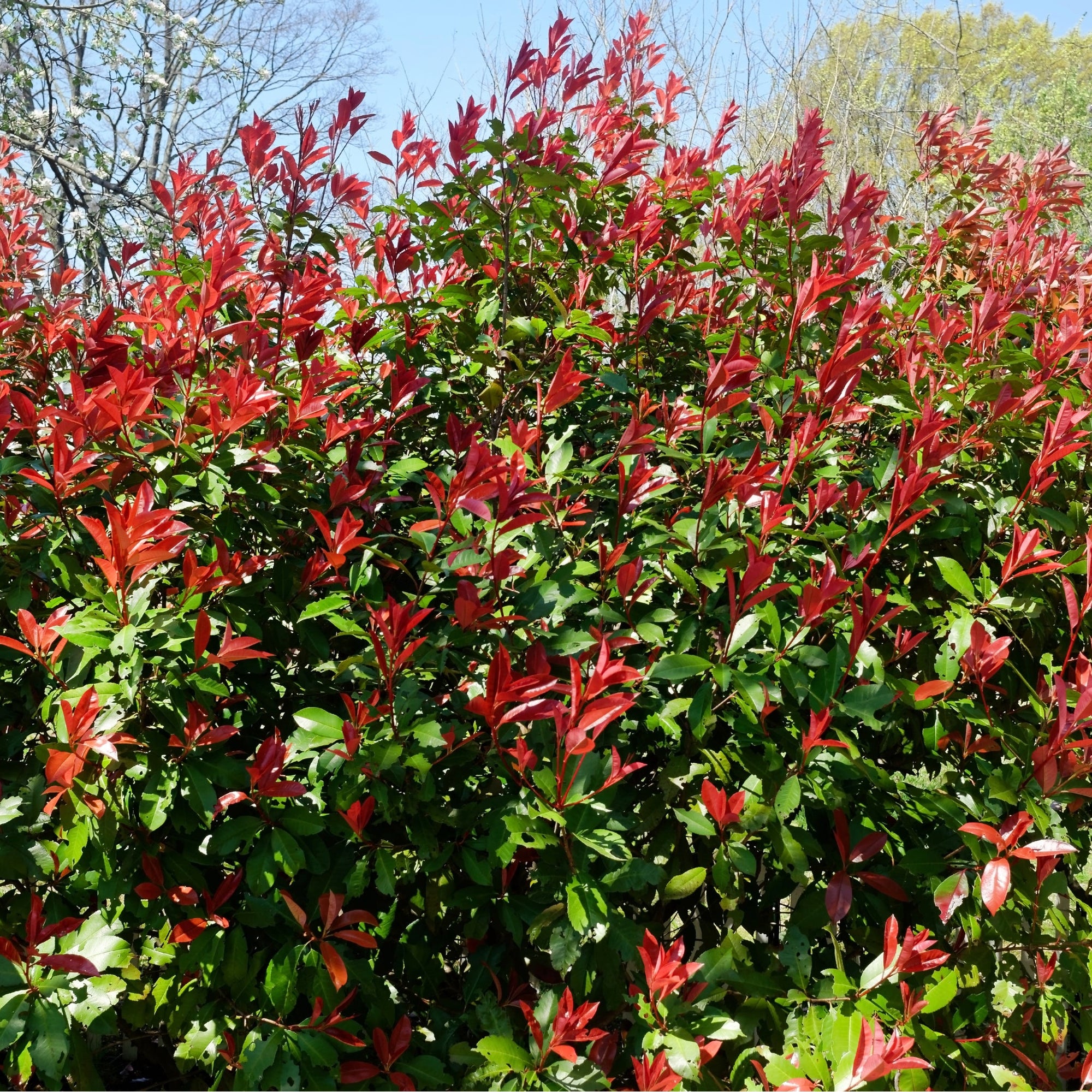 5-6ft Photinia 'Carre Rouge' 160-170cm (30L)