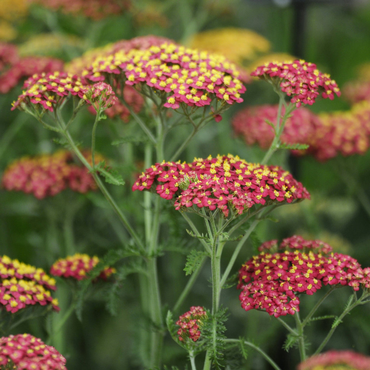 Achillea millefolium &#39;Paprika&#39; (Young Perennial) PRE ORDER SPRING &#39;26