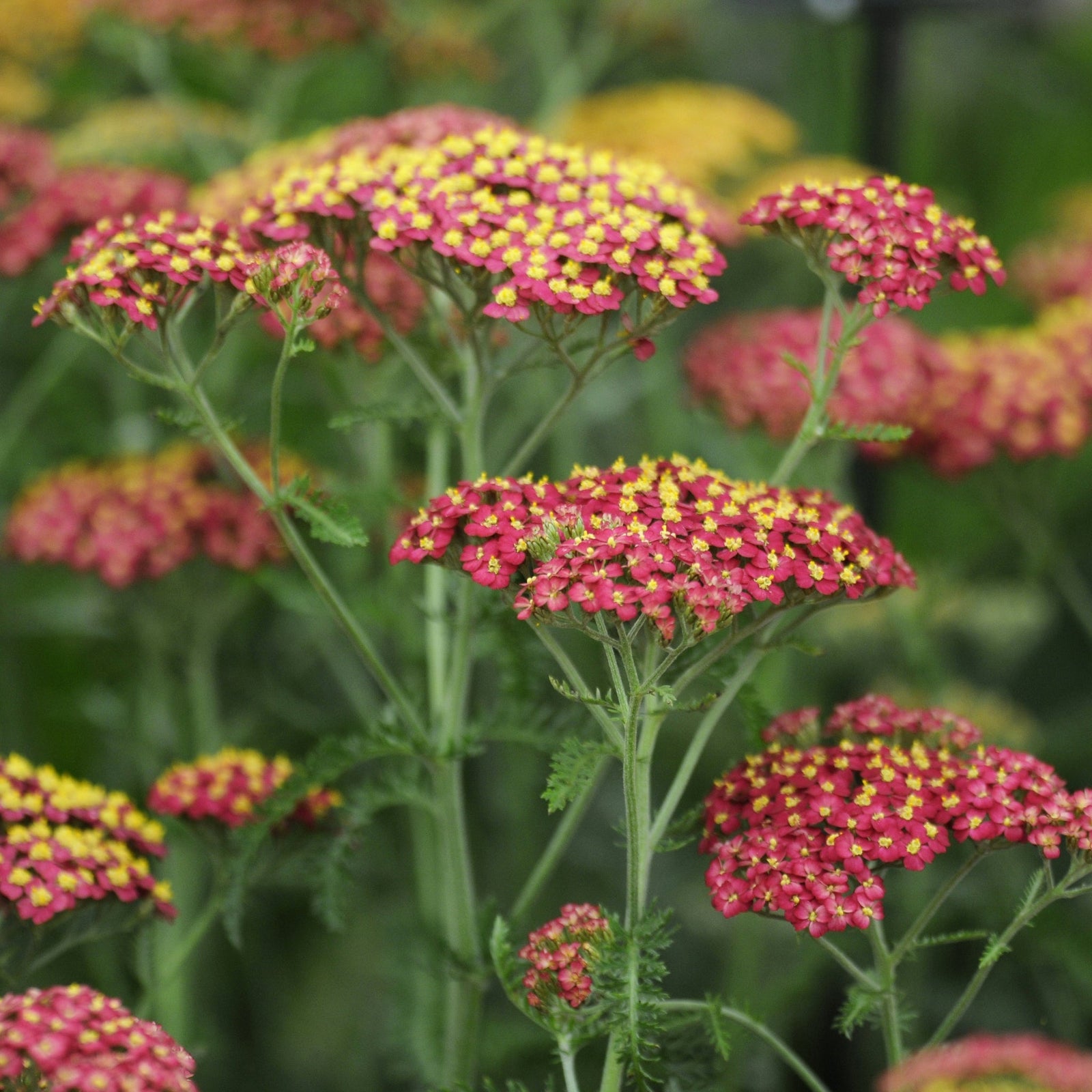 Achillea millefolium 'Paprika' (Young Perennial) PRE ORDER SPRING '26