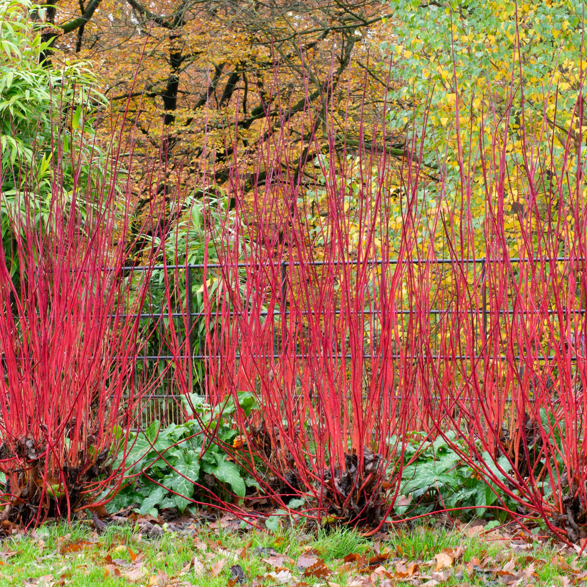 The hardy Cornus &#39;Sibrica&#39; (Siberian Dogwood) 2L features vivid red stems and green leaves, creating a stunning contrast against autumn trees with yellow-orange foliage and a dark metal fence.