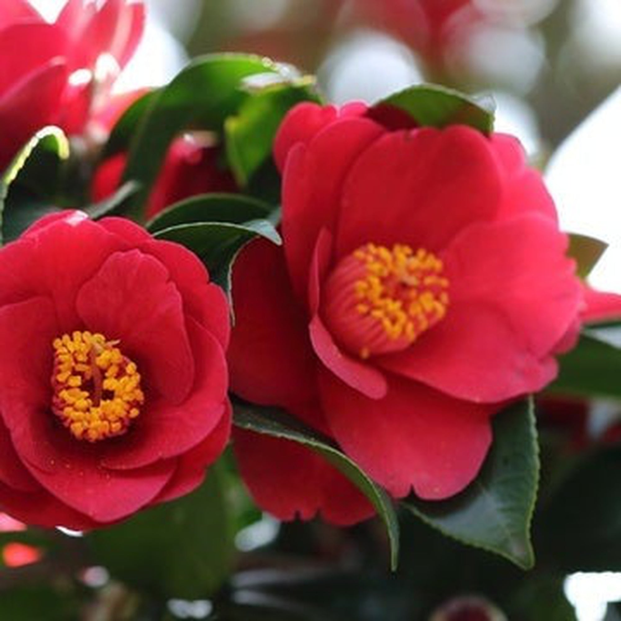 Camellia japonica 'Dr Burnside' 40-50cm