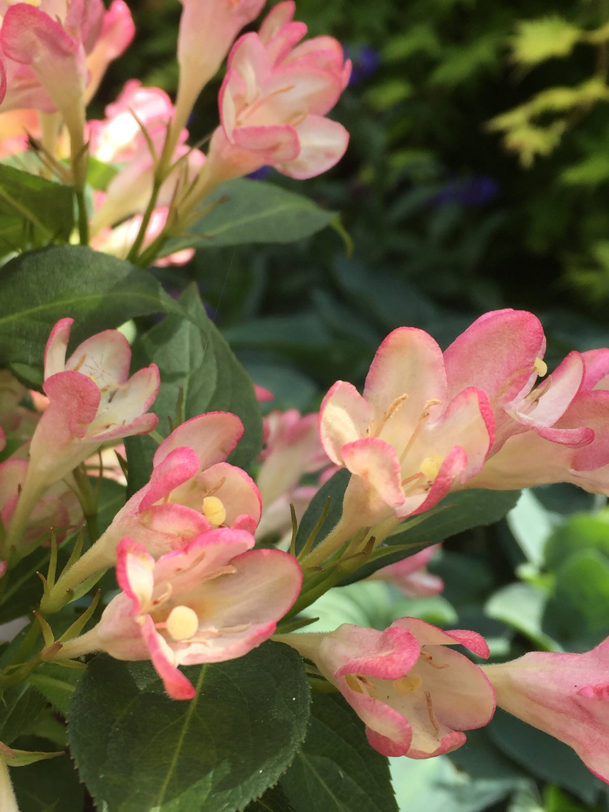 Weigela &#39;All Summer Peach&#39; 9cm