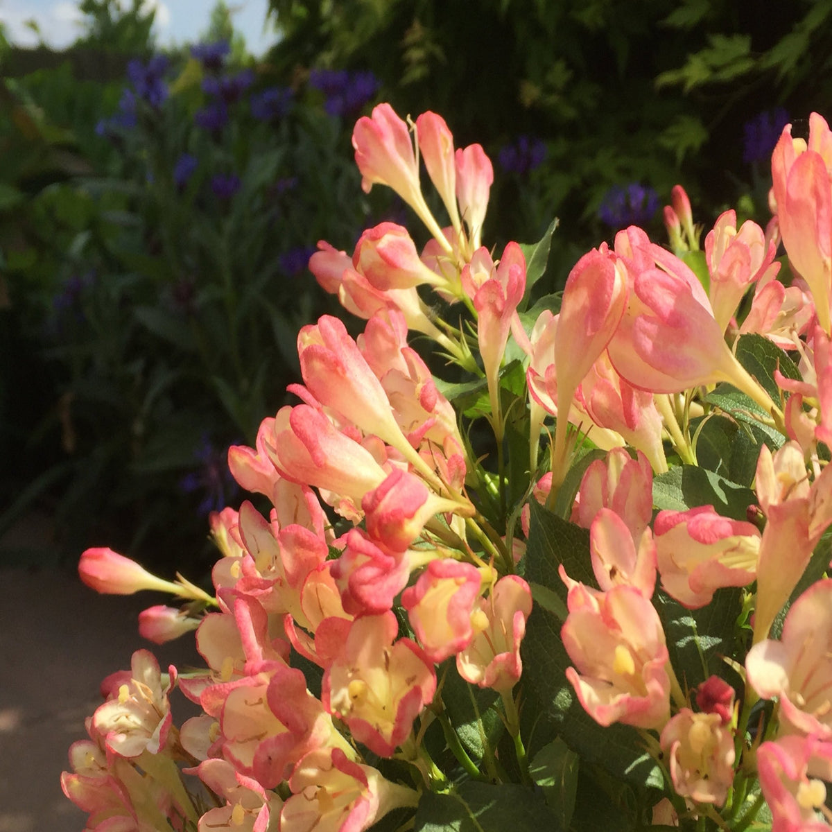 Weigela &#39;All Summer Peach&#39; 9cm