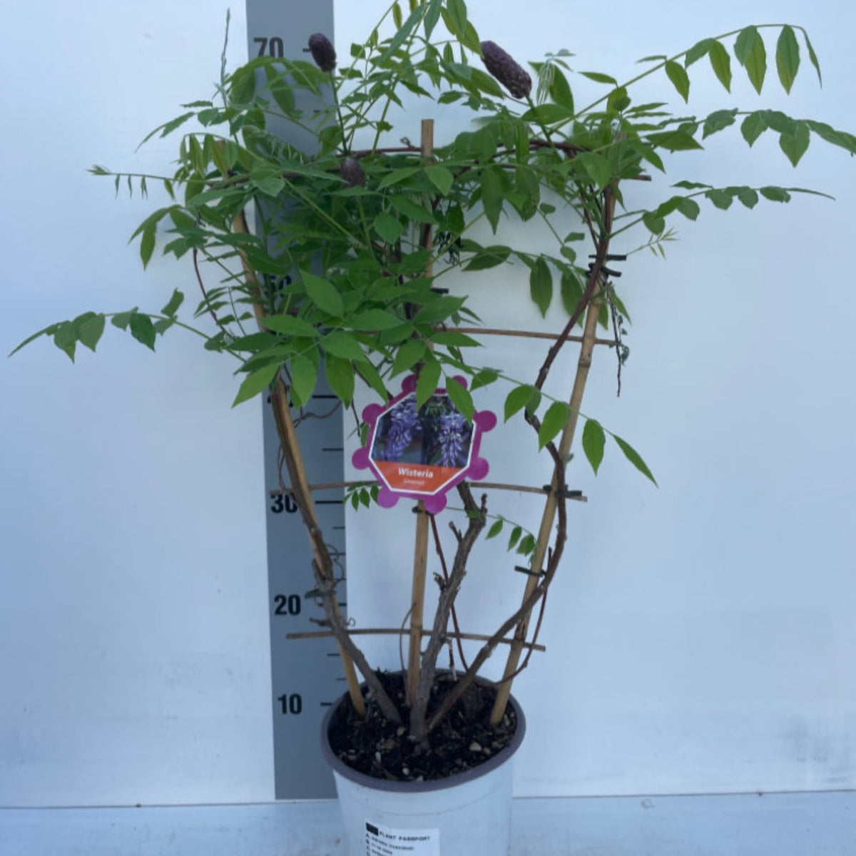 A potted Wisteria sinensis on Frame &#39;Amethyst Falls&#39;, with green leaves and purple buds, stands before a 70 cm height chart. A plant tag showing its image and name is attached. Will flower this summer.
