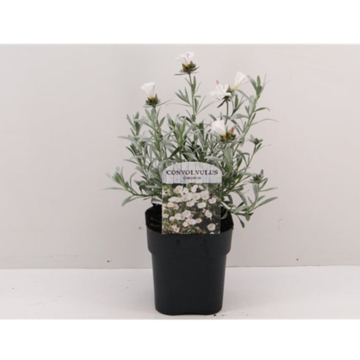 A potted Convolvus cneorum (Silverbush) in 9cm, 1.5L, 2L, or 3L size, featuring slender green-silver leaves and white cup-shaped flowers. Shown against a plain white background with a plant label displaying an image and the name.