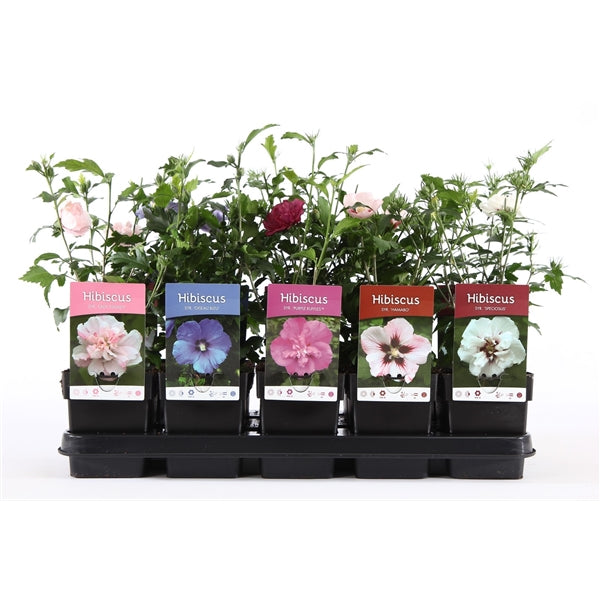 Five Hibiscus syriacus &#39;Oiseau bleu&#39; plants in 3L black pots, each with a colorful flower tag—pink, blue, purple, red, or white—add late summer color and attract pollinators. Displayed together on a tray against a white background.