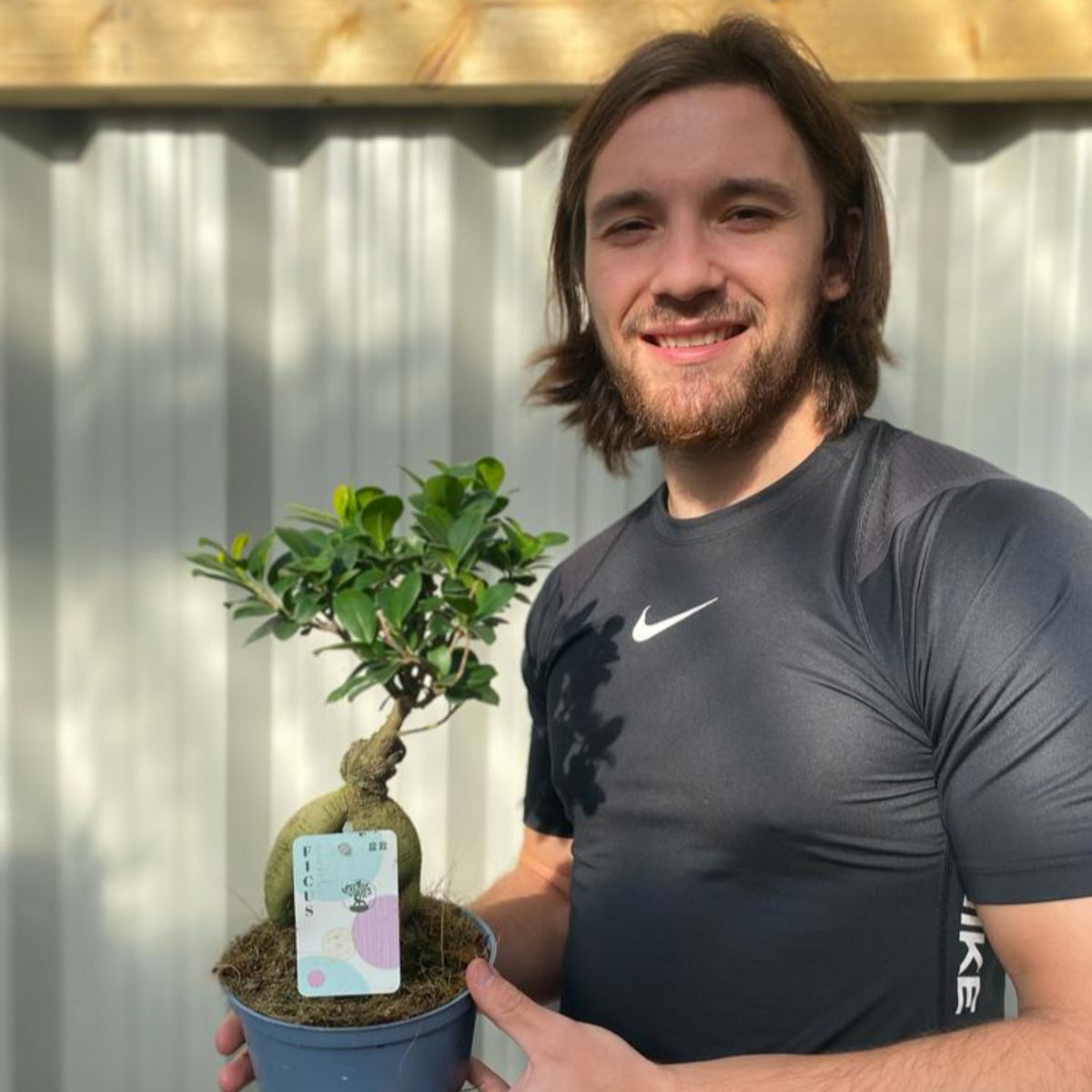 Ficus Ginseng 35-45cm