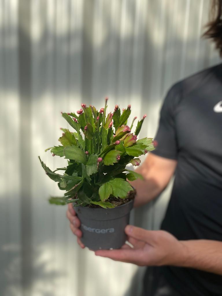 A person in a black shirt holds a Christmas Cactus (Schlumbergera bridgesii), an easy-care flowering houseplant with green leaves and many pink buds, against a light sunlit background.