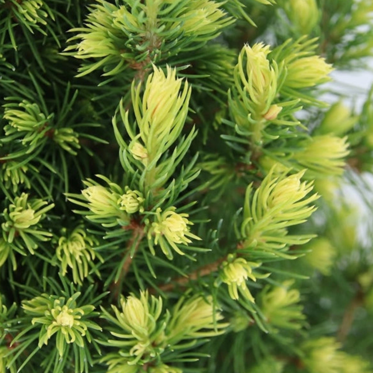 Close-up of Picea glauca &#39;Rainbows End&#39; 3L, a hardy evergreen conifer featuring dense green needles and soft, bright yellow-green new growth tips for a fresh, vibrant, and low-maintenance look.