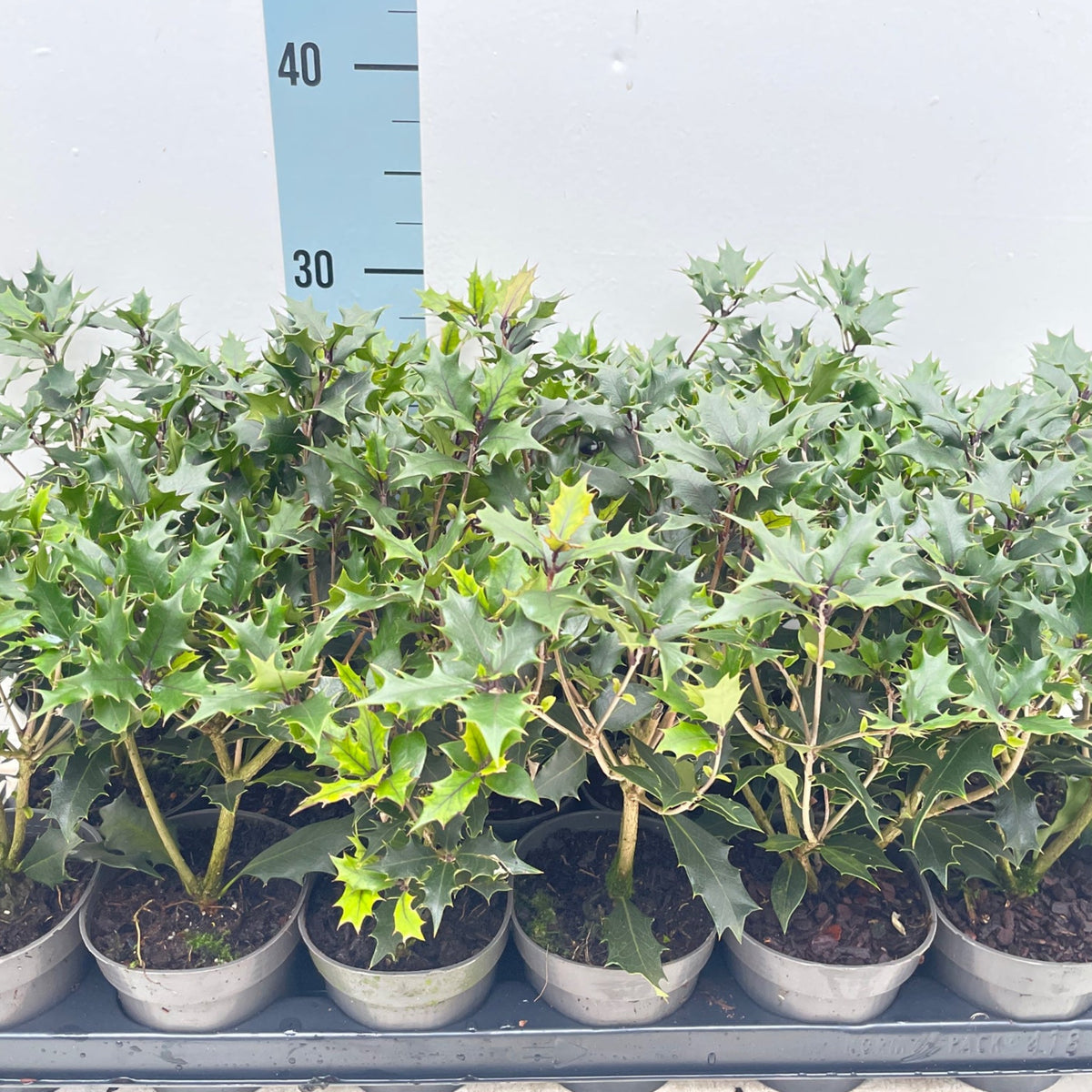 Several Osmanthus heterophyllus Purpureus (False Holly) plants with spiky, dark green leaves are arranged in a row. A ruler in the background shows these low-maintenance plants are about 30 cm tall.