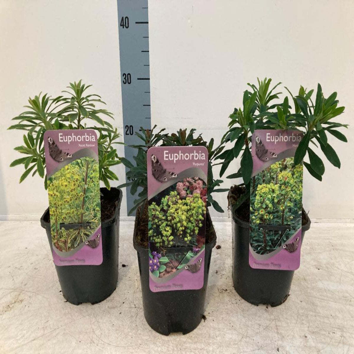 Three Euphorbia x martinii &#39;Ascot Rainbow&#39; plants in 9cm pots, each with a purple info tag showing the plant’s image and name, are lined up side by side on a white surface in front of a height chart.