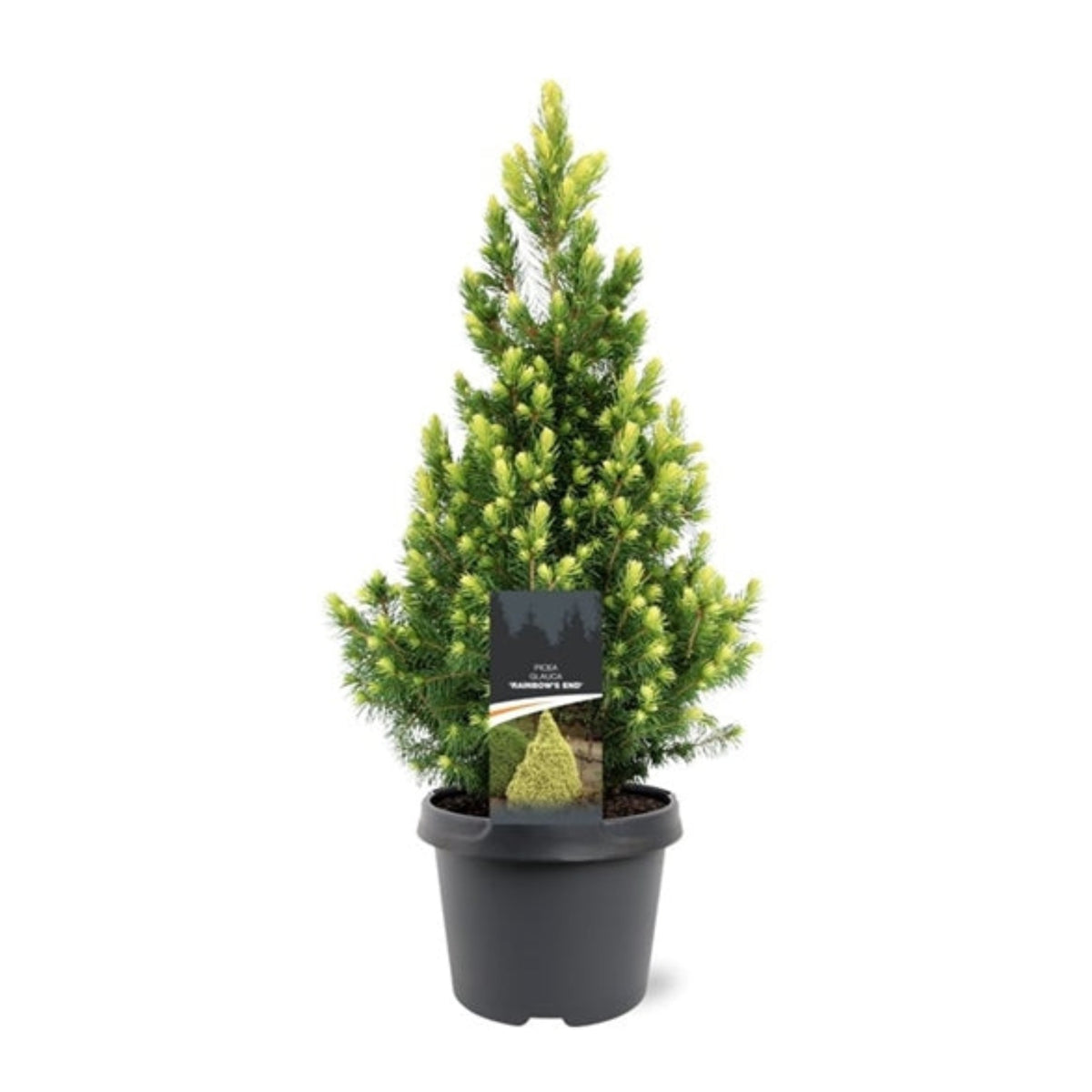 Picea glauca &#39;Rainbows End&#39; 3L is a compact evergreen conifer with dense green needles, supplied in a black 3L pot with a labeled tag. Low maintenance and ideal for patios or entryways.