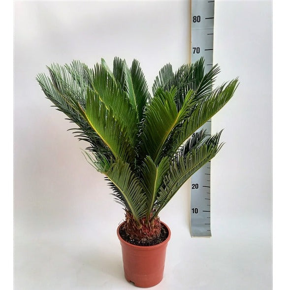 Cycas revoluta | Sago Palm (2 Sizes)