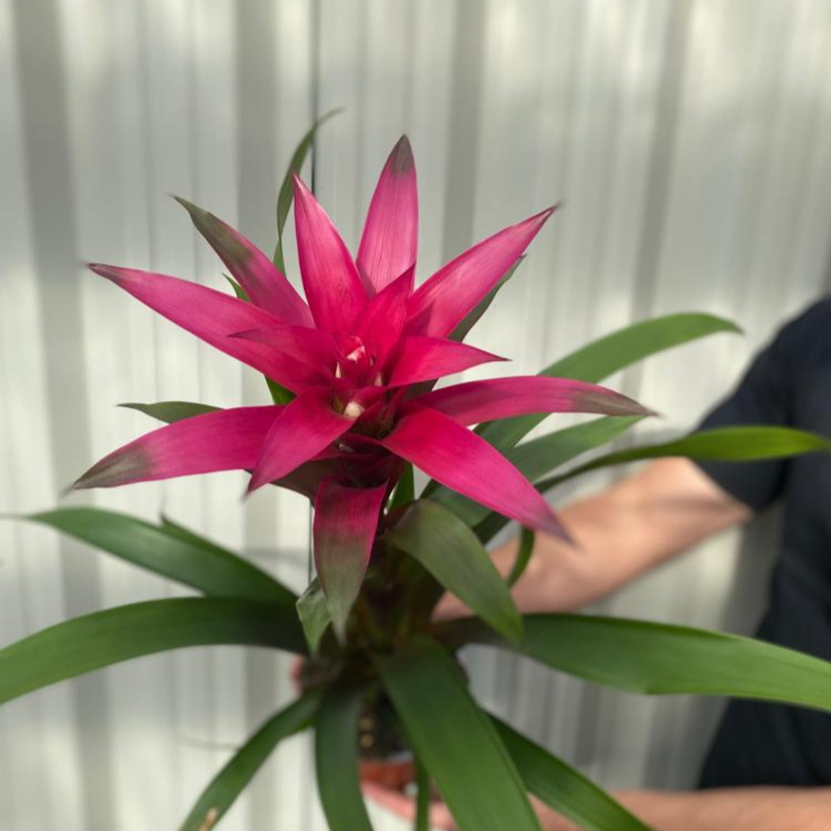 A person holds a Guzmania amaretto - Pink, an easy-care indoor plant with long green leaves and a bright pink, star-shaped flower, set against a softly blurred, light-colored background.