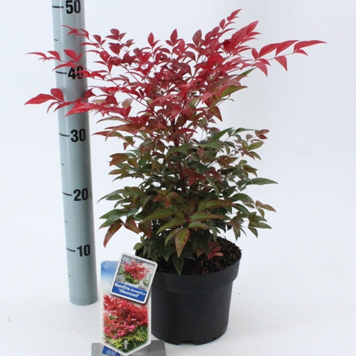 Nandina domestica &#39;Obsessed&#39; 9cm / 3L