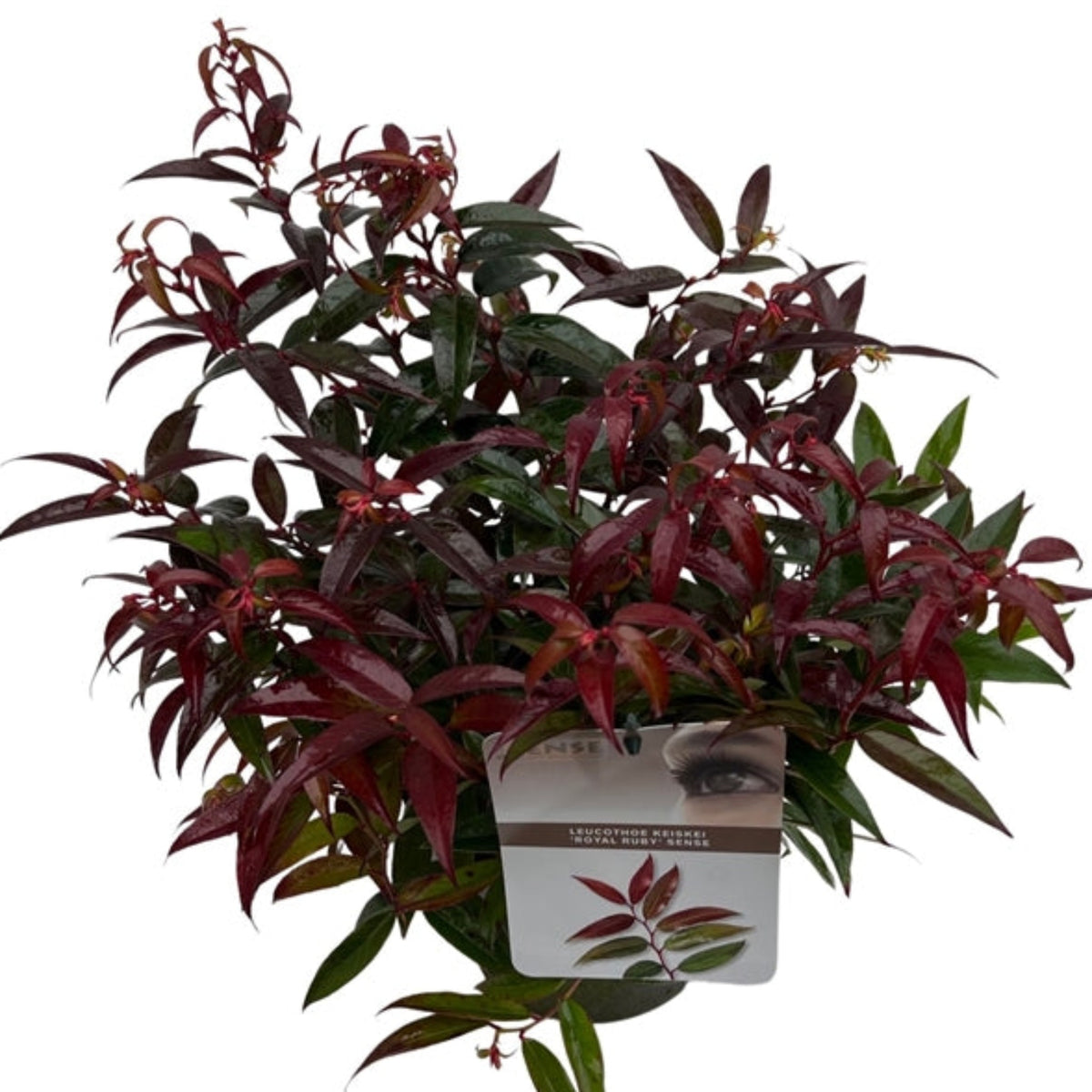 Leucothoe keiskei &#39;Royal Ruby&#39; 2L is a potted shrub with glossy, dark green and deep red, slender, pointed leaves. The plant pot features a tag with an eye and leaf image.