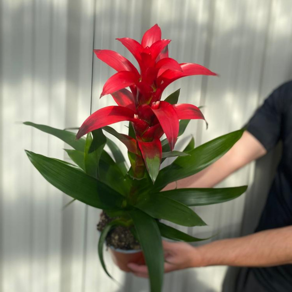 A person in a black shirt holds a Guzmania amaretto - Red, an indoor plant with tall red flowers and broad green leaves, set against a light, vertically-striped background.