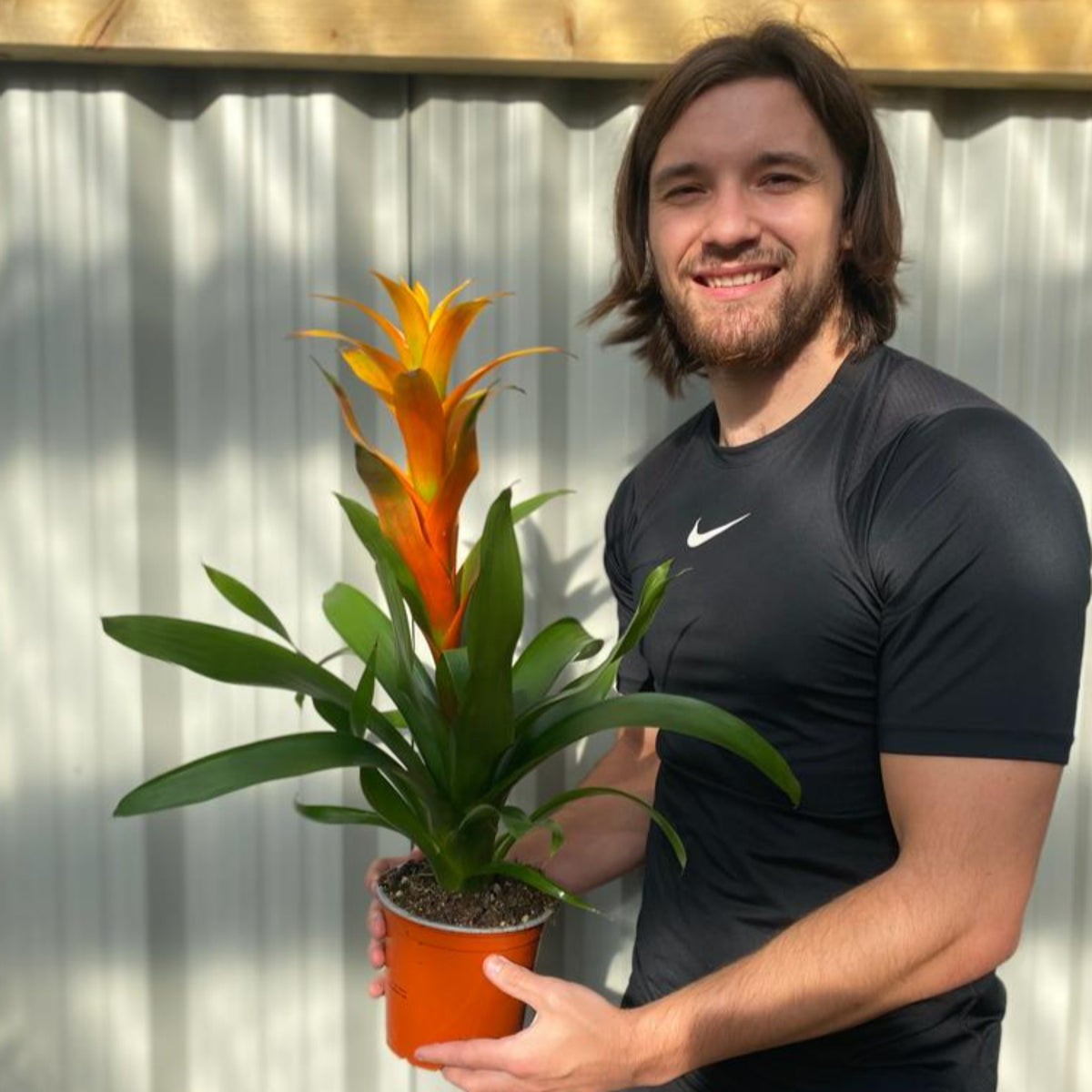 Guzmania amaretto - Yellow / Orange