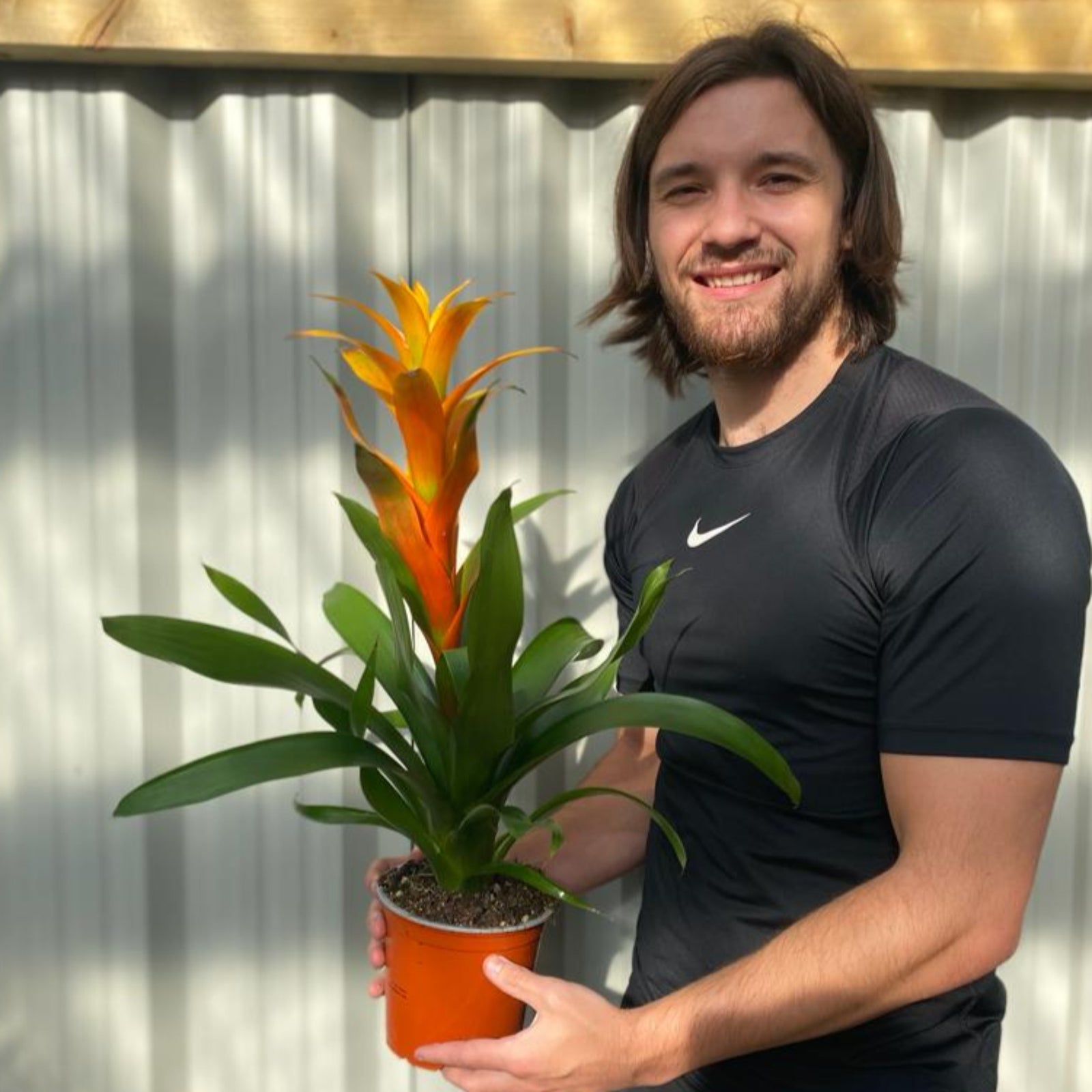 Guzmania amaretto - Yellow / Orange