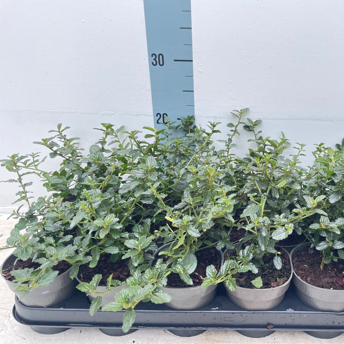 Ceanothus &#39;Victoria&#39; (Californian Lilac) 9cm/2L/5L/10L