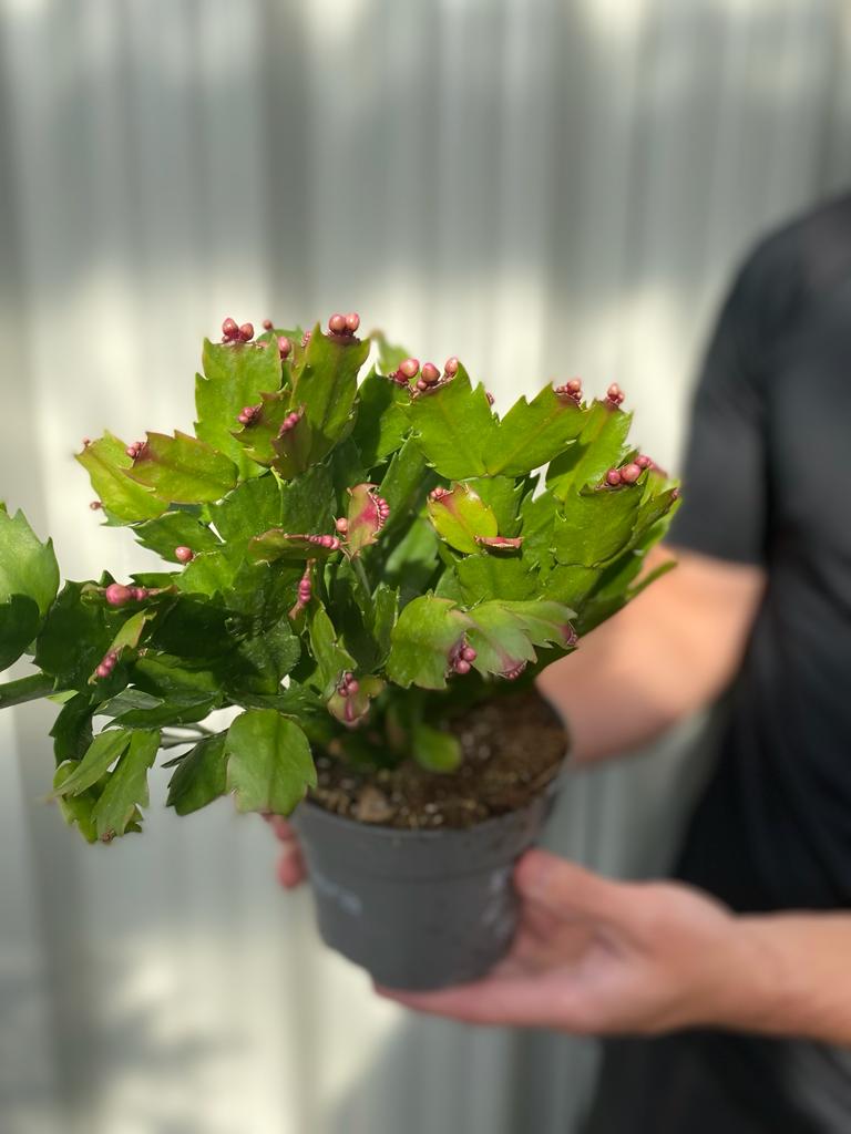 A person in a black shirt holds a Christmas Cactus (Schlumbergera bridgesii) with green, serrated leaves and clusters of small pink flower buds against a softly blurred, light-colored background.