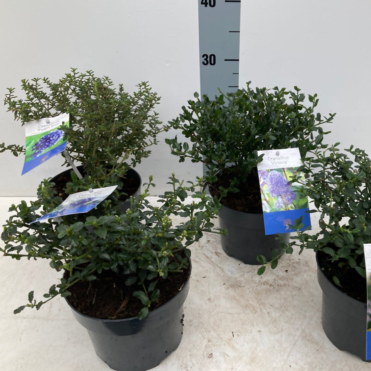 Ceanothus &#39;Puget Blue&#39; (Californian Lilac) 9cm / 2L features an evergreen shrub with stunning powdery blue flowers, perfect for adding beauty to any group of potted plants.