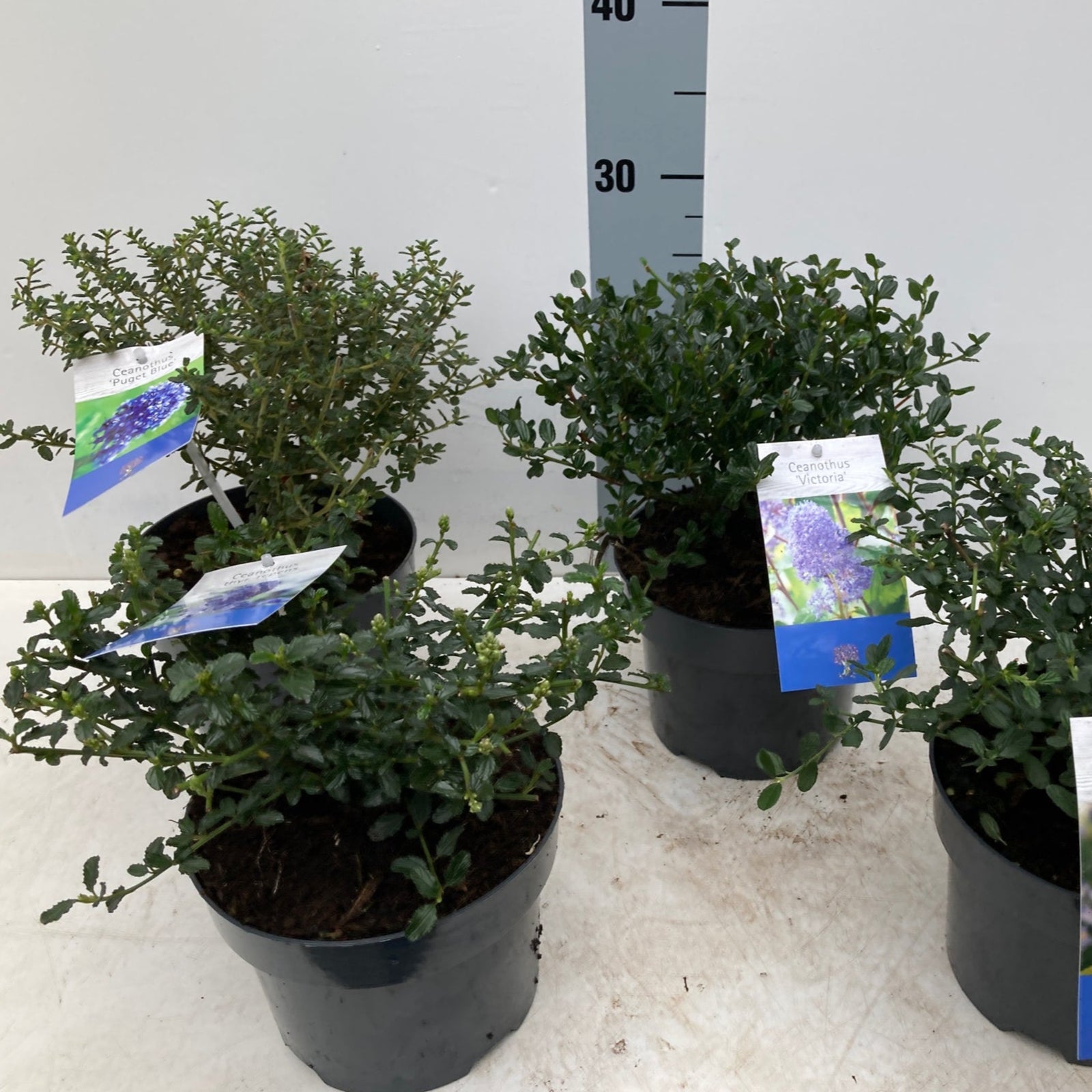 A lush garden scene featuring the Ceanothus 'Puget Blue' (Californian Lilac) 9cm / 2L, covered in powdery blue flowers by a winding dirt path and stream, surrounded by greenery and ferns.