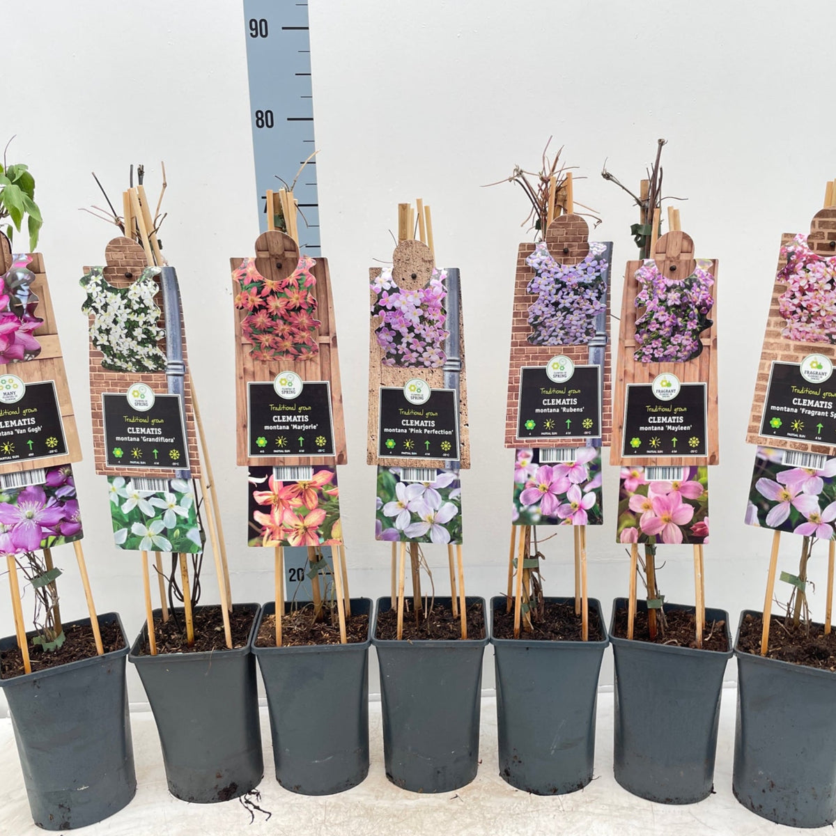 Seven potted Clematis montana &#39;Marjorie&#39; 60cm plants are lined up in front of a height measuring scale against a white background.