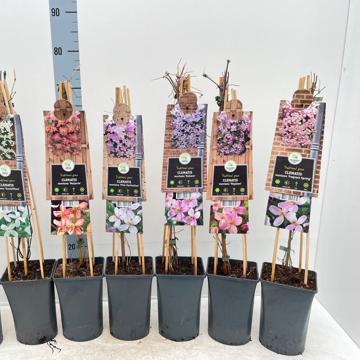 Six Clematis montana &#39;Mayleen&#39; 60cm, a deciduous climber, are shown in black pots with tall sticks and labels featuring pink blossoms as well as purple and white varieties. A height ruler appears in the background.
