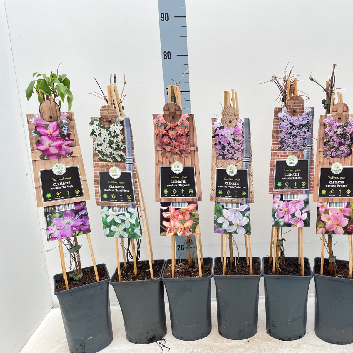 Clematis montana &#39;Grandifola&#39; 75cm