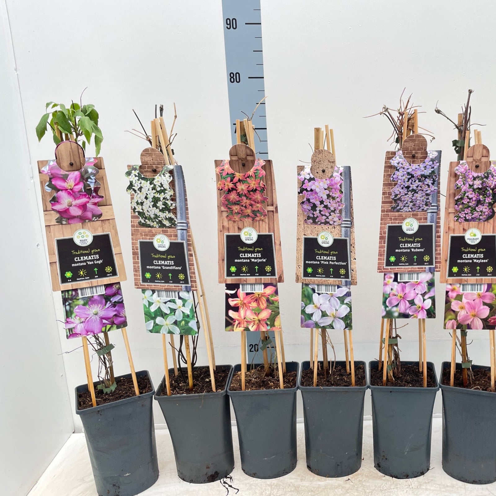 Clematis montana 'Grandifola' 75cm