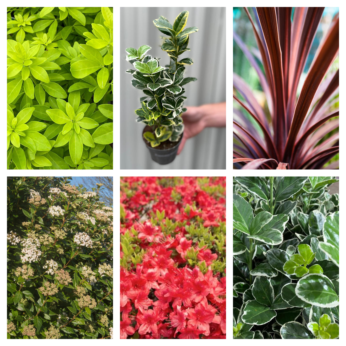 A collage of six Hardy Evergreen Mixed Shrub Deal plants: vibrant green foliage, variegated potted plant, striking red leaves, blooming shrubs, bright azalea flowers, and glossy bicolored leaves.